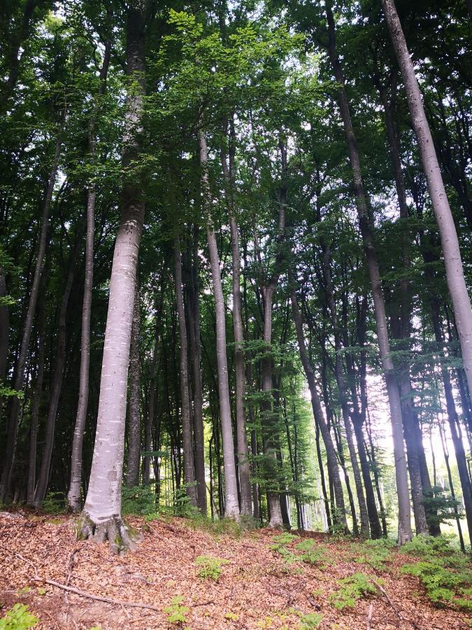 Vila Patakvoelgye Vendeghaz Izvoare  Exteriér fotografie